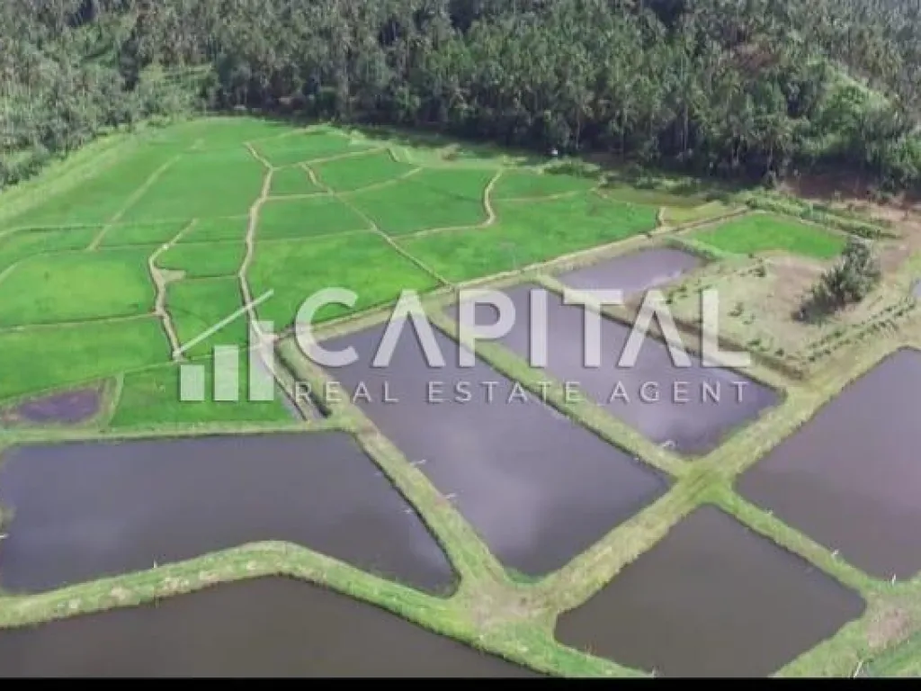 BU cepat! Jual tanah dengan view terbaik Gunung Klabat di Dimembe, Minahasa Utara, Sulawesi Utara | iklanova.com