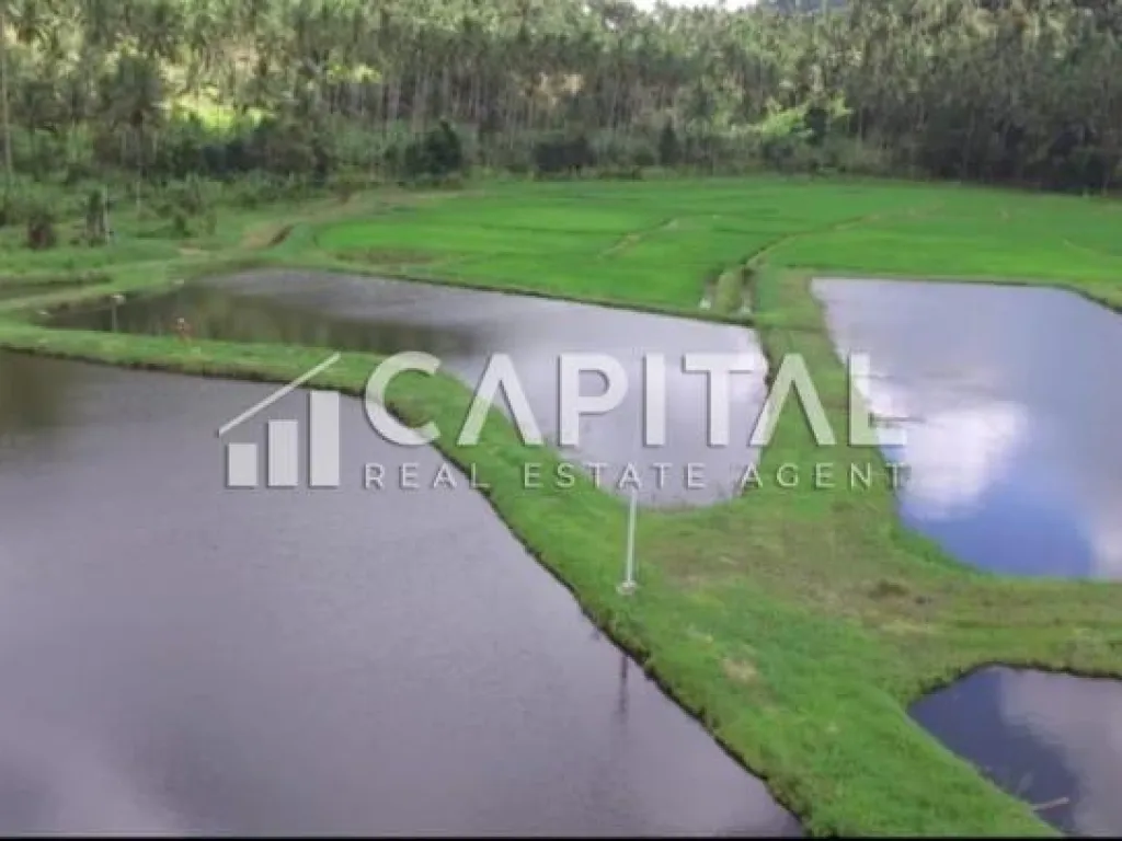 BU cepat! Jual tanah dengan view terbaik Gunung Klabat di Dimembe, Minahasa Utara, Sulawesi Utara | iklanova.com