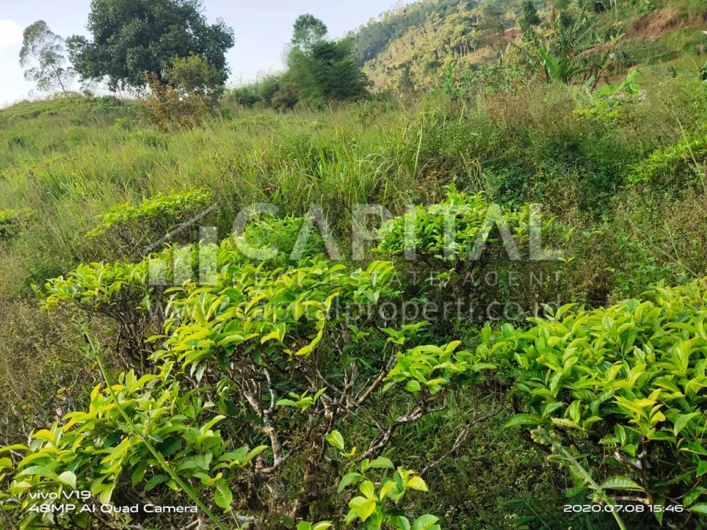 Jual tanah untuk villa atau kebun di Ciwidey Bandung | iklanova.com