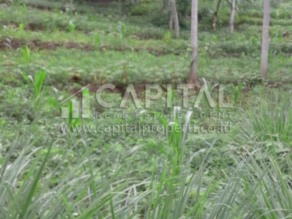 Sangat murah! Jual tanah di Banjaran Bandung | iklanova.com